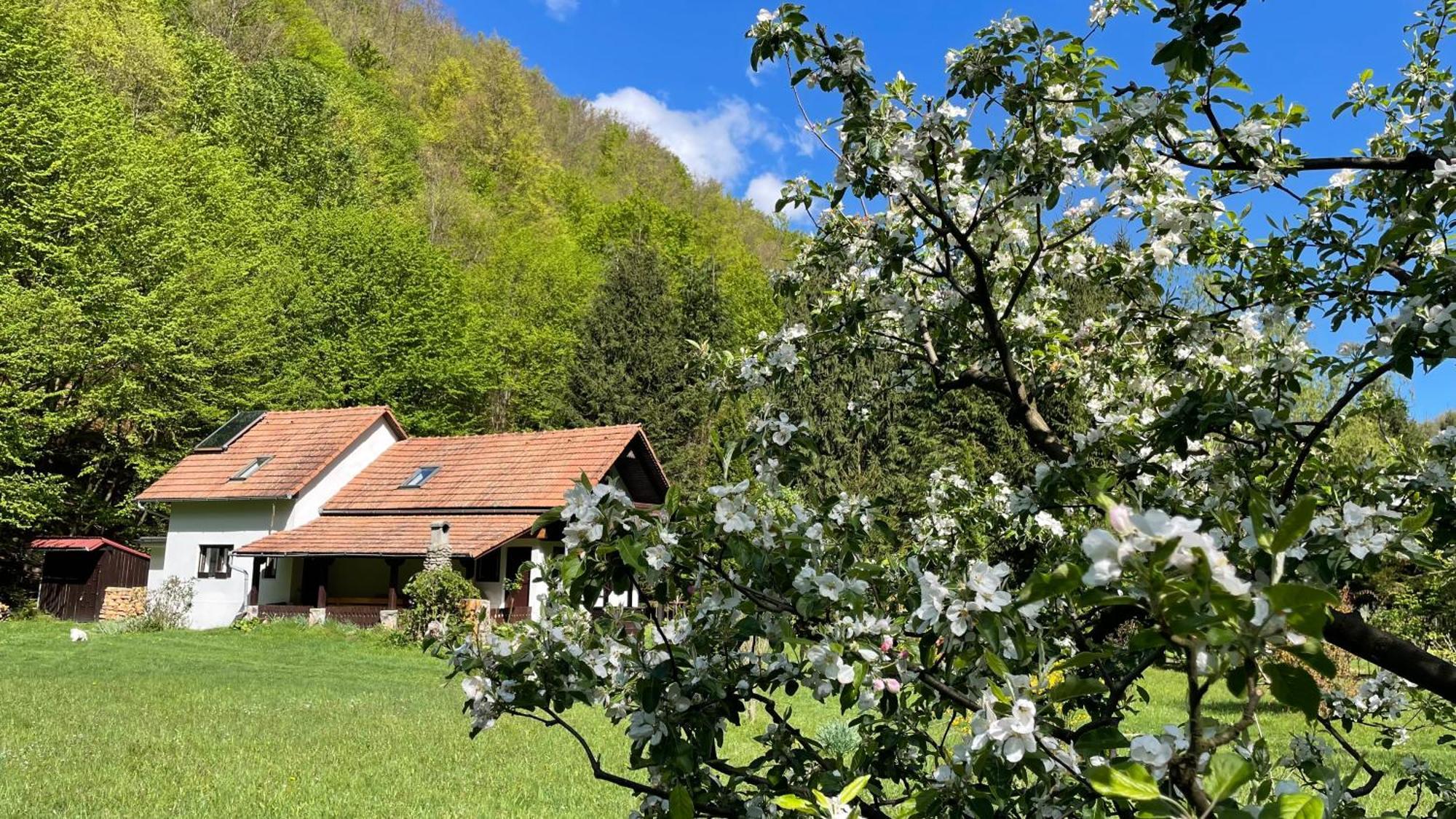 Cottage By The River Valea Draganului Poeni Exterior photo